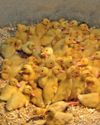 Duck farm takes flight with free-range Pekins Duck farm takes flight with free-range Pekins34