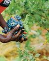 Farmer's Weekly