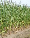 Farmer's Weekly