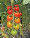 Farmer's Weekly