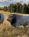 Romagnola beef cattle vastly increased weaner weights on a Free State farm Romagnola beef cattle vastly increased weaner weights on a Free State farm18