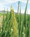 Farmer's Weekly