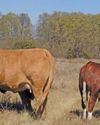 South Africa is losing the fight against parasites in livestock3