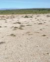 The Karoo's rare dwarf succulents: a lesson in survival4