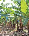 Farmer's Weekly