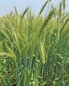 Wheat cultivars based on growth period17