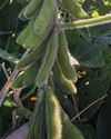 Farmer's Weekly