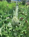 Farmer's Weekly