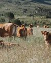 Farmer's Weekly