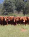 Farmer's Weekly