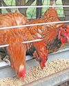 Farmer's Weekly