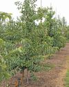 Third tough season looms for guava producers Third tough season looms for guava producers4