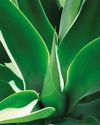 ELEGANT AGAVES ELEGANT AGAVES