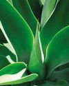 ELEGANT AGAVES