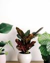 WINTER DOS AND DON'TS HOUSEPLANTS