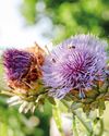 South African Garden and Home