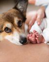 HOW TO INTRODUCE A NEW BABY TO YOUR PET15