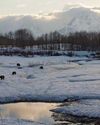 Bears: How To Capture Grizzly Pics...And Survive