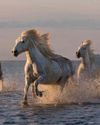 Tips for Taking Majestic Horse Photographs