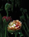 IN FULL BLOOM20