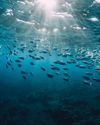 PM Modi's Outreach Towards Indo-Pacific Islands Mustering A Sustainable Blue Economy PM Modi's Outreach Towards Indo-Pacific Islands Mustering A Sustainable Blue Economy1