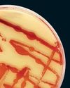 Cleaner Clothing Dye, Made From Bacteria Cleaner Clothing Dye, Made From Bacteria