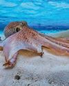 Octopuses may be capable of dreaming