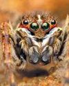 New species of 'jumping spider' found in Mumbai