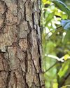 Tree bark plays a vital role in removing methane from the atmosphere