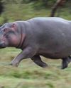 Hippos can get airborne while running fast