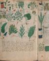 An Intoxicating 500-Yearold Mystery - The Voynich Manuscript has long baffled scholars-and attracted cranks and conspiracy theorists. 