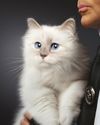 Cat Heir The Atlantic