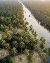 KERALA'S COCONUT CONUNDRUM: FROM TREE OF LIFE TO ECONOMIC CHALLENGE UNIQUE TIMES