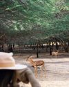 ANANTARA SIR BANI YAS ISLAND