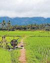 വയൽ വരമ്പ്, വായന