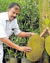 ചക്ക തിന്നും തോറും പ്ലാവു നടാൻ തോന്നും6