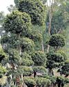 KARSHAKASREE
