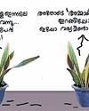 അമ്മായിയമ്മയുടെ നാക്ക് Mother in law's tongue അമ്മായിയമ്മയുടെ നാക്ക് Mother in law's tongue7