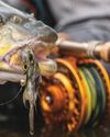 Six Of The Best Largemouth Flies