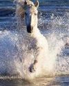 White Horses Of The Camargue Photography Holiday