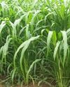 Nutrient fodder enrichment through crop biofortification