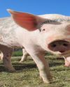 Technology restores cell, organ function in pigs after death