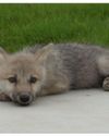 Chinese Scientists create world's first cloned wild Arctic wolf 'Maya'