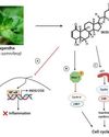 Ashwagandha: A Potential Source For Cancer Therapeutics