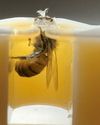 Sniffing Cancer- Honeybee, a potential cancer detector?