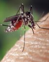 An insight into Chandipura virus in India An insight into Chandipura virus in India