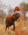 Why elephants never forget? Why elephants never forget?