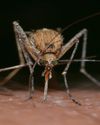 Infrared Radiation: A New Player In Mosquito Host-Seeking Infrared Radiation: A New Player In Mosquito Host-Seeking