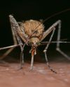 Infrared Radiation: A New Player In Mosquito Host-Seeking