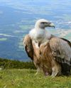 How Indian Vulture Decline Led to 500,000 Deaths in 5 Years